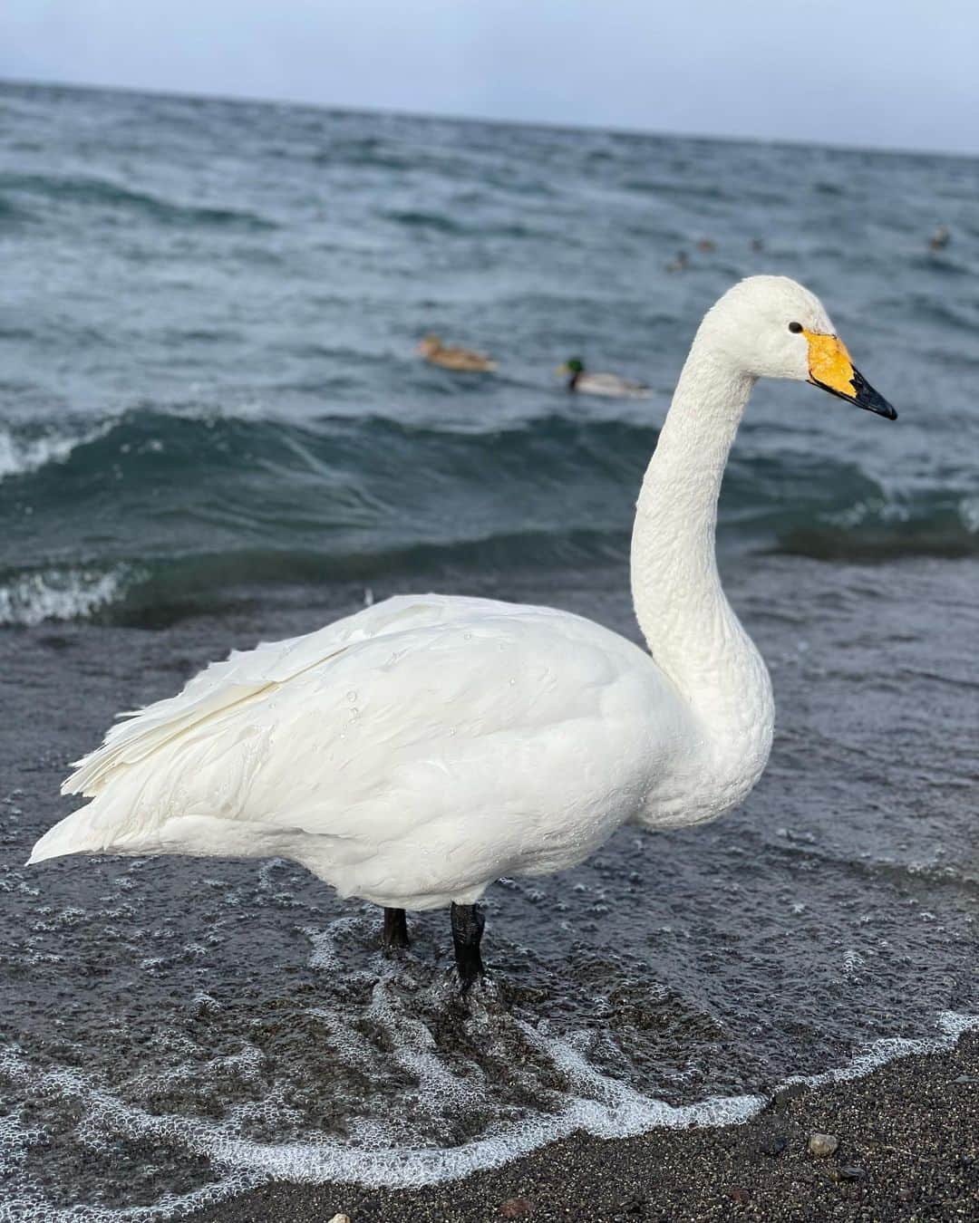 石橋遼大（四千頭身）さんのインスタグラム写真 - (石橋遼大（四千頭身）Instagram)「白鳥たちよ、一緒に生中継ロケしてくれてありがとう ・ #2022年新春 #ニッポンふるさとリレー #北海道弟子屈町  #氷点下13度 #Gパン凍った #屈斜路湖 #秘湯に入る #気持ちよかったです #皆さん良いお正月を」1月1日 13時39分 - 4000ishibashi