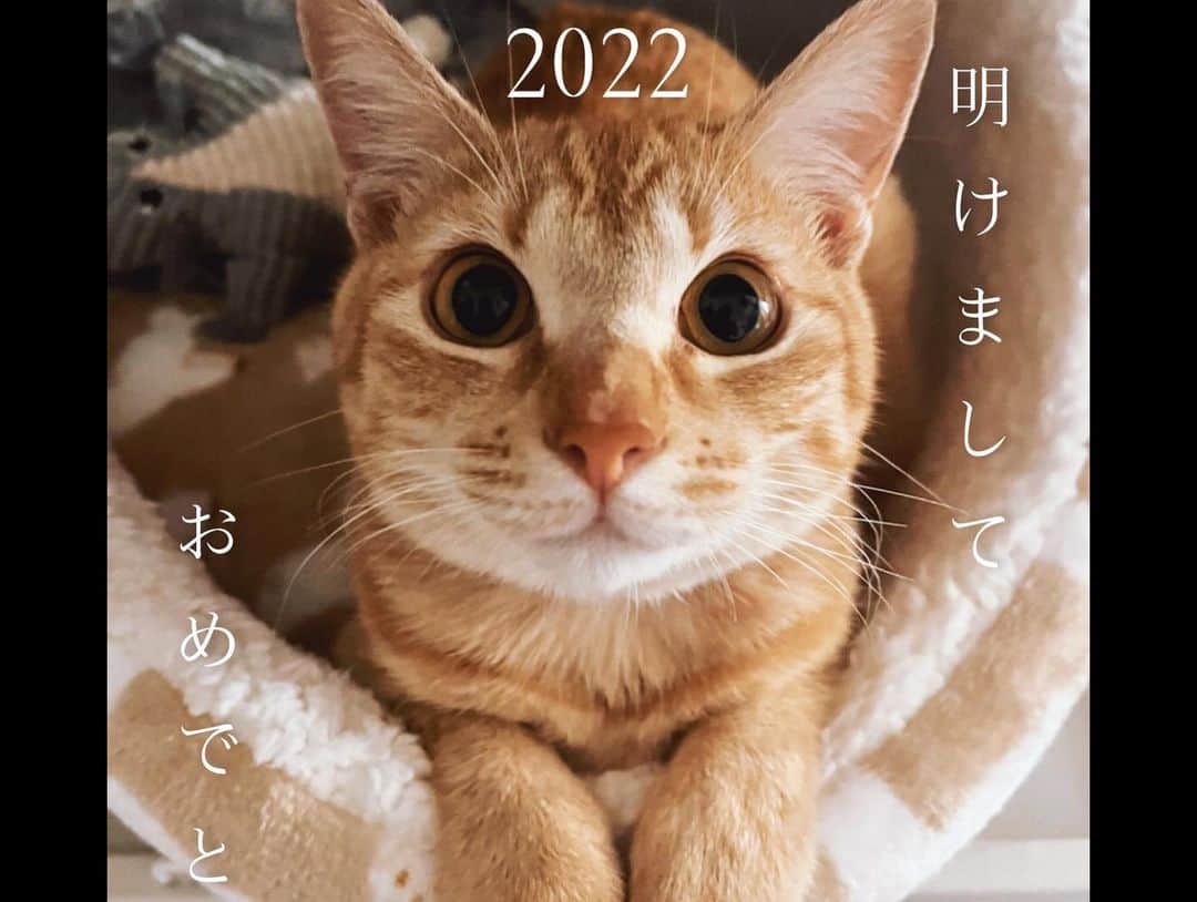 Kecoriさんのインスタグラム写真 - (KecoriInstagram)「新年あけましておめでとうございます🎍⛩🐯 今年のお正月は、珍しく東京で過ごしました。 今年も音楽を通してみんなと繋がっていられますように✨😊 2022年もどうぞ宜しくお願い致します♪♪  みなさまにとっても 2022年が素敵な一年となりますように🙏🏻😊 . . #2022#今年は叶えたい事が３つ#寅年#🐯#こむぎ#屋台で鮎見つけると絶対の確率で食べる笑」1月1日 21時23分 - kecori.23