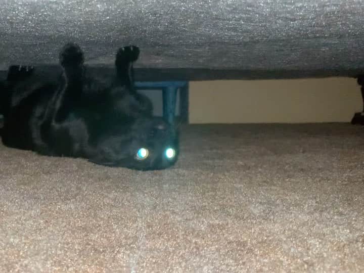 横井玲のインスタグラム：「The spider cat celebrates the new year in a crazy way🤦‍♀️  ベッドの下に妖怪謹賀新年。  #cat #catsofinstagram #catlife #catlover #crazycat #wired #crazy #strange #crawling #upsidedown #lol #animallovers #catsareweird #spidercat  #猫 #ねこのいる生活 #黒猫 #ねこ部 #変な猫 #笑い納め」