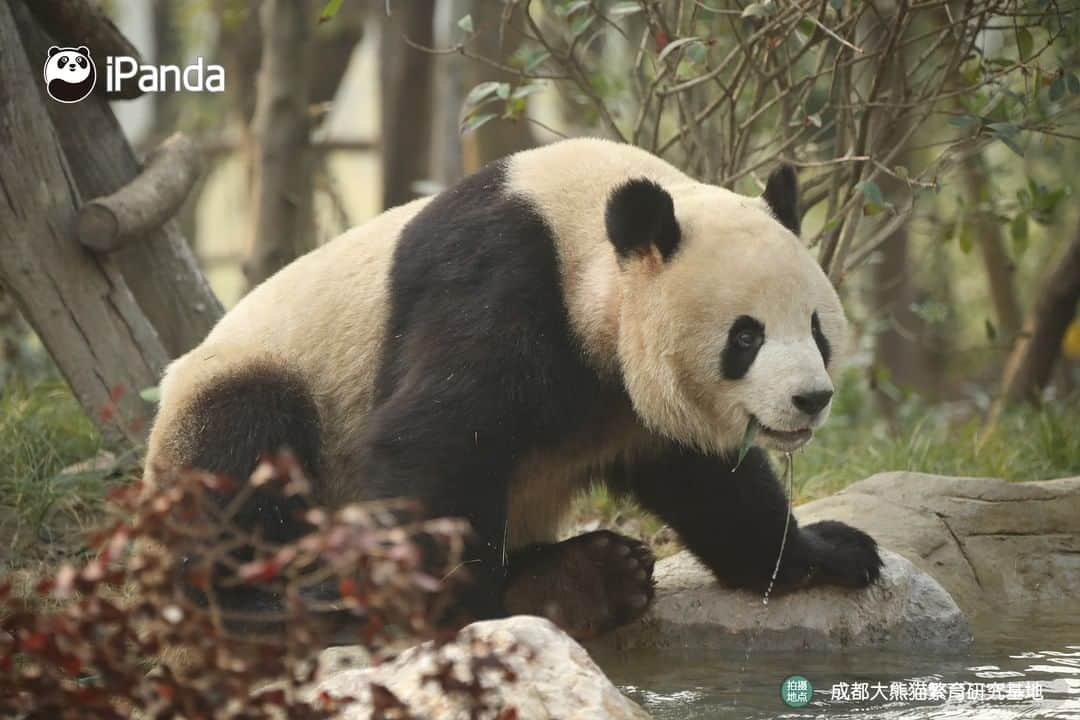 iPandaさんのインスタグラム写真 - (iPandaInstagram)「Good news for the new year! The expanded area of Chengdu Research Base of Giant Panda Breeding starts trial operation on January 1, 2022. 11 giant panda venues and several popular science stadiums are now open to the public. 🐼 🐼 🐼 #Panda #iPanda #Cute #PandaNews #PandaPic」1月1日 16時31分 - ipandachannel