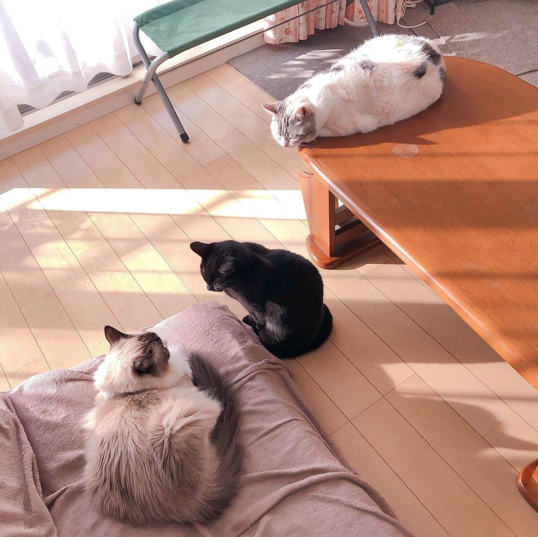 Natsukiさんのインスタグラム写真 - (NatsukiInstagram)「昨年はほとんど投稿できずでした。 我が家の猫たちは元気です。 年末年始は我が家にとって鬼門でしたが、今年は無事誰も体調崩さず過ごせて良かったです。  今年は少し更新できたらいいなぁ、と思いますので、よろしくお願いします(^^)  #cat  #scottishfold #ragdoll  #ねこのいる暮らし」1月1日 18時51分 - milky517