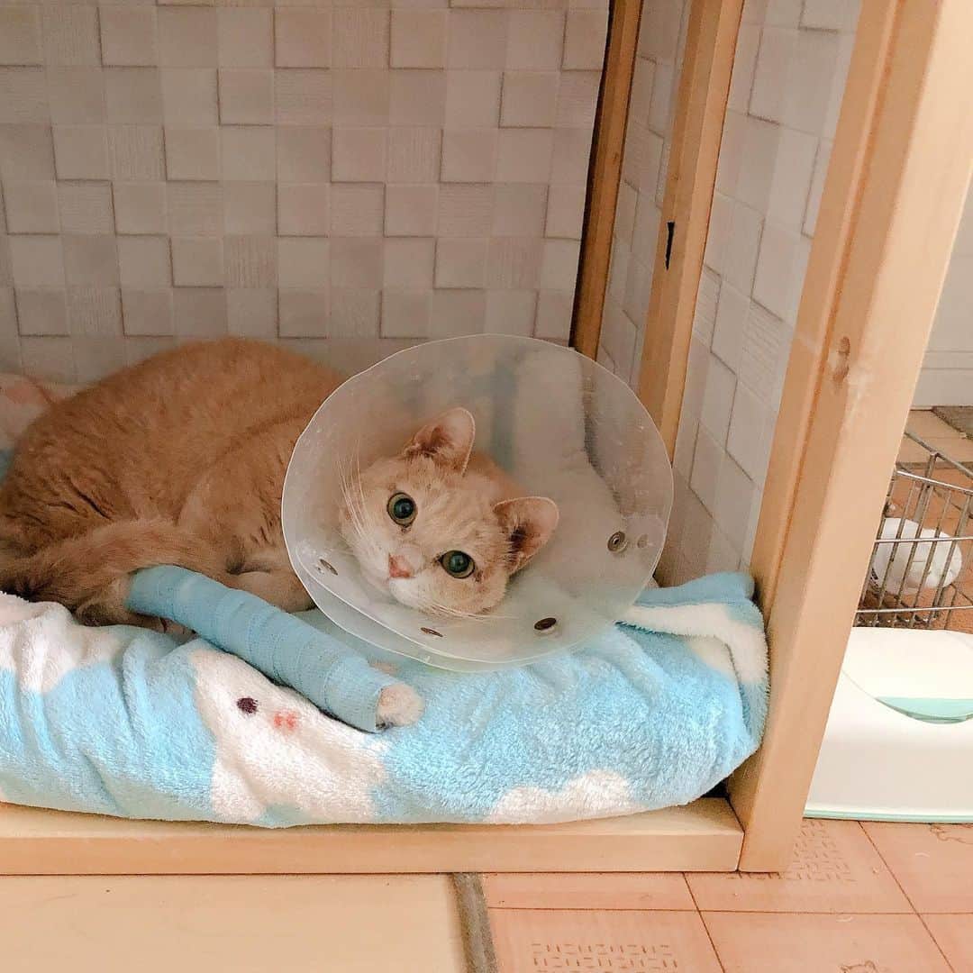 Natsukiのインスタグラム：「昨年はほとんど投稿できずでした。 我が家の猫たちは元気です。 年末年始は我が家にとって鬼門でしたが、今年は無事誰も体調崩さず過ごせて良かったです。  今年は少し更新できたらいいなぁ、と思いますので、よろしくお願いします(^^)  #cat  #scottishfold #ragdoll  #ねこのいる暮らし」
