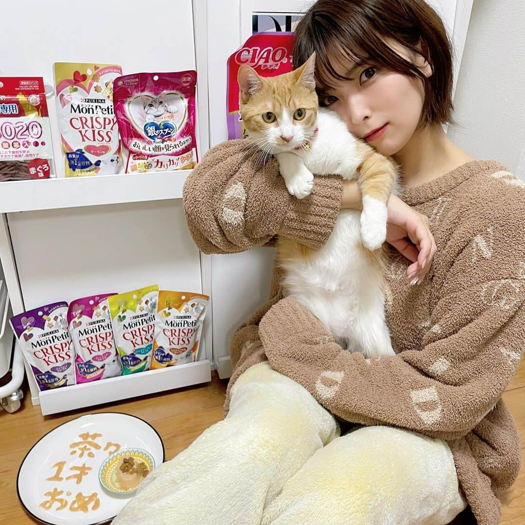 ききまるさんのインスタグラム写真 - (ききまるInstagram)「はぴば🐈💖 . . うちのプリティー茶々べいべーちゃんがなんと2022年1月1日で1ちゃいになりました👏🏻👏🏻👏🏻👏🏻👏🏻👏🏻👏🏻 . @chachagram_01  . チューするとガチギレされます！！ . . #チュールプレート #ねこすたぐらむ #猫　#猫のいる暮らし #猫1歳　#ちゃおちゅーる #ちゅーる #ちゅーるプレート #誕生日　#猫誕生日 #誕生日ケーキ #愛猫　#にゃんこ部 #にゃんこすたぐらむ #にゃんこのいる生活 #ねこすたぐらむ #ねこのいる生活 #ねこと暮らす #ねこ部 #ねこのいる暮らし #ねこら部 #ねこすきさんと繋がりたい #里親になろう #里親猫 #里親になって幸せです」1月1日 21時51分 - kikigram_97