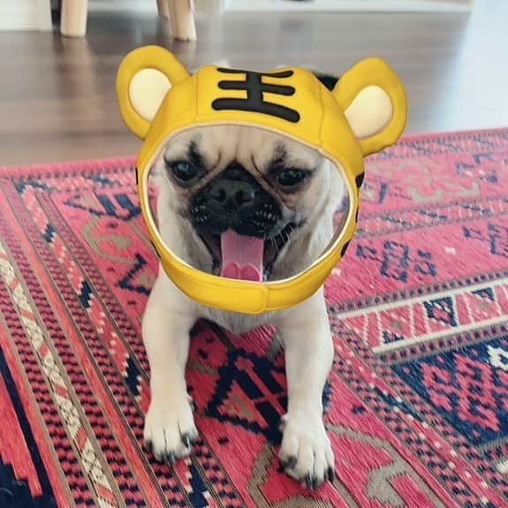 山口トンボのインスタグラム：「皆さま新年明けましておめでとうございます！  2022年もどうぞよろしくお願い致します！」