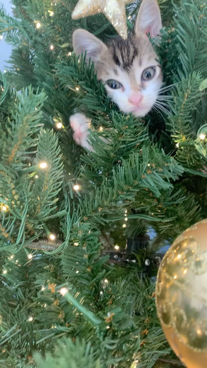 リンジー・モーガンのインスタグラム：「The Christmas greeting you would have gotten if I had my sh*t together 😂  I hope everyone had a blessed and beautiful holiday season! Here’s to an abundant and FRESH 2022 ✨ What are you manifesting? What did you leave behind?」
