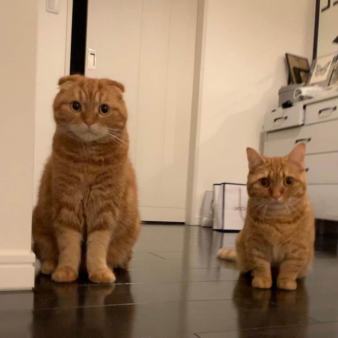 ありおときなこのインスタグラム：「あけましておめでとうございます🐅 昨年もたくさんありがとうございました😊 メッセージ全て読んでます✨(のはず)  ほぼストーリーしか更新してませんが本年ももよろしくお願いいたします😊  今年はトラ年だからありおきなこ年🐈」