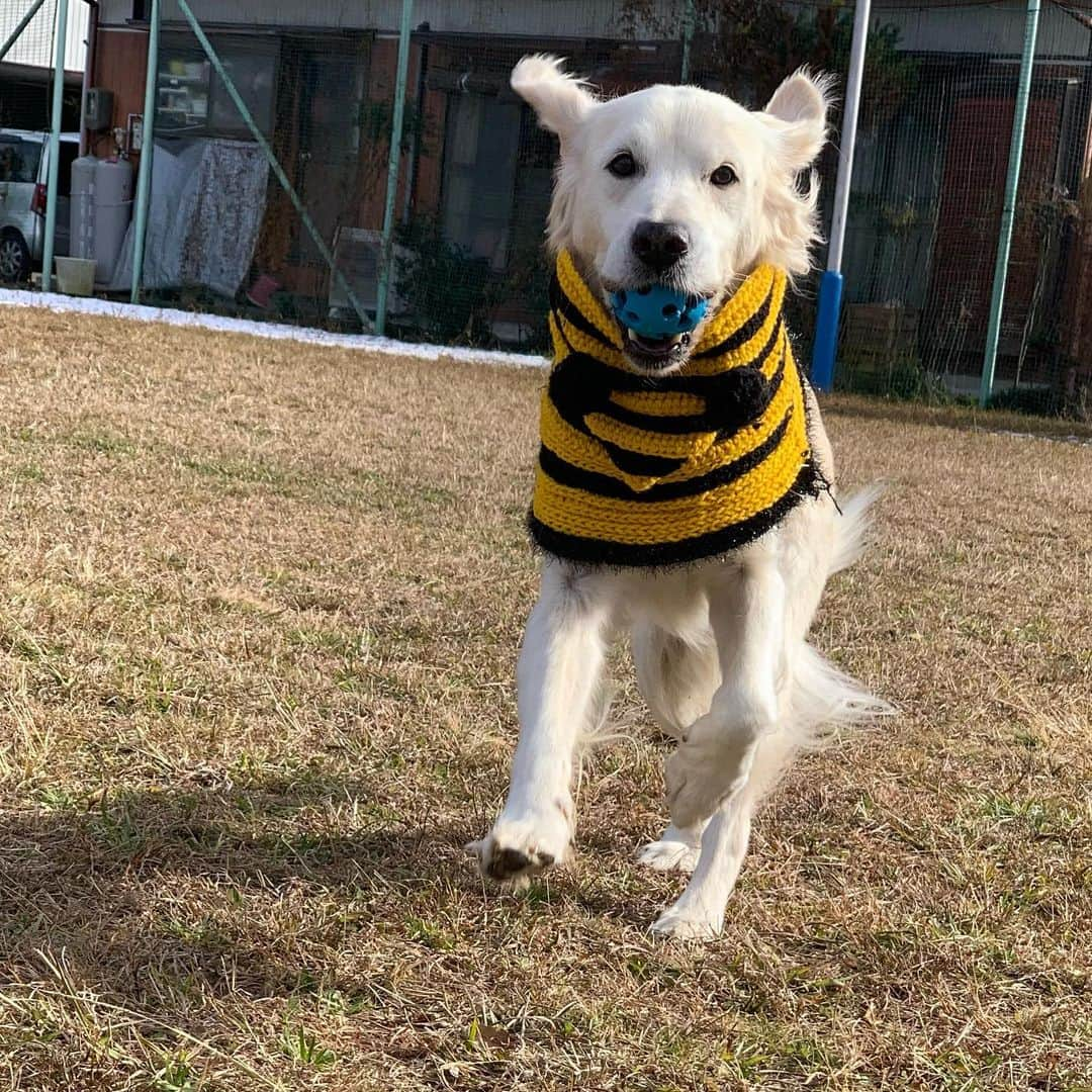 P太郎ママさんのインスタグラム写真 - (P太郎ママInstagram)「元日のアホ子さん。 1年の計は元日にあり！ 今年も、 走って走って、 転がれるといいねー。 ←転がるのは無くてもえ〜か。」1月2日 10時00分 - ptarodada