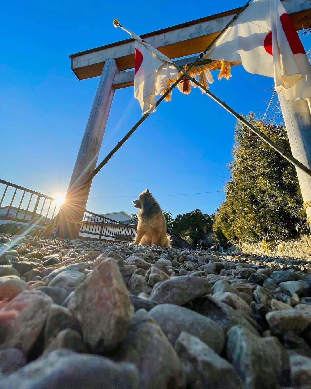 KITAKAZE & LILIのインスタグラム：「明けましておめでとうございます⛩✨🐶  今年もリリ社長をよろしくお願いします㊗️  #リリスタグラム#lilistagram#ポメラニアン #ポメラニアンが世界一可愛い #ポメラニアン部 #ポメ #ポメスタグラム #犬 #犬バカ部 #いぬのきもち #いぬぐみ #いぬすたぐらむ #ふわもこ部#ティックトック #pomeranian #pomeranians #pomeranianlove #pomeraniansofinstagram #pom #dog #dogstagram #doglover #doglife#tiktok#tiktoker#mignondog#mignonmamour#初詣#日の出」