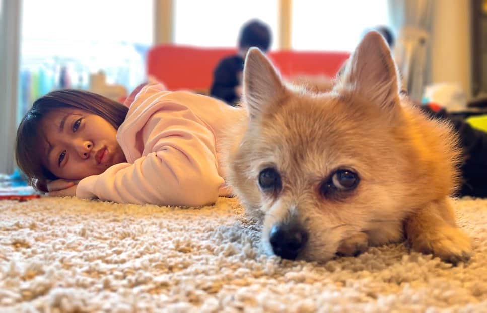 白戸ゆめのさんのインスタグラム写真 - (白戸ゆめのInstagram)「🐕 . #もちゃん 年末年始は親戚で集まって ゆっくり出来ました🍵 . いつも応援、コメントありがとうございます！ 今年も中々返信は出来ませんが 引き続き応援宜しくお願いします🥺✨ . #いぬすたぐらむ #いぬのいる暮らし  #いぬのいる生活 #ミックス犬 #ポメラニアン #コーギー #ポメコギ #犬と休日」1月2日 17時37分 - yumeno.s_