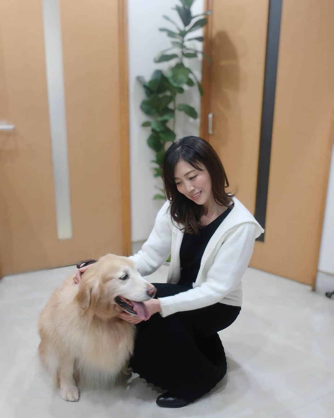 ImotoEtsuyo さんのインスタグラム写真 - (ImotoEtsuyo Instagram)「#こんばんは ・  #年末に 愛犬ココアのシャンプーへ。 ・ ・ 迎えに行くと嬉しそう♡ きれいになったね。  モチモチで、 ふんわりした素材感、 フードに付いているパールが可愛い　 ニット フーディ パール ウーリーは　 @primascherrer のもの。 上品に着られるフーディです🎵 #最後 の#pic を見てくださいね。 ・　　 プリマシェレルで セール開催してます。 すごくお買い得な物がたくさん。 チェックしてみて下さい。  https://bit.ly/32iIkts  ・ ・  @joint_space @primascherrer #primascherrer #プリマシェレル #fashion #ootd #大人可愛い  #パーカー #パール #モコモコ #ふわふわ  #sale #セール情報  ・ #goldenretriever #ゴールデンレトリバー #愛犬　#散歩  #シャンプー　#トリミング #大型犬 #大型犬のいる生活 #大型犬のいる暮らし #癒やし #可愛い #シニア犬」1月2日 20時06分 - bisuhada