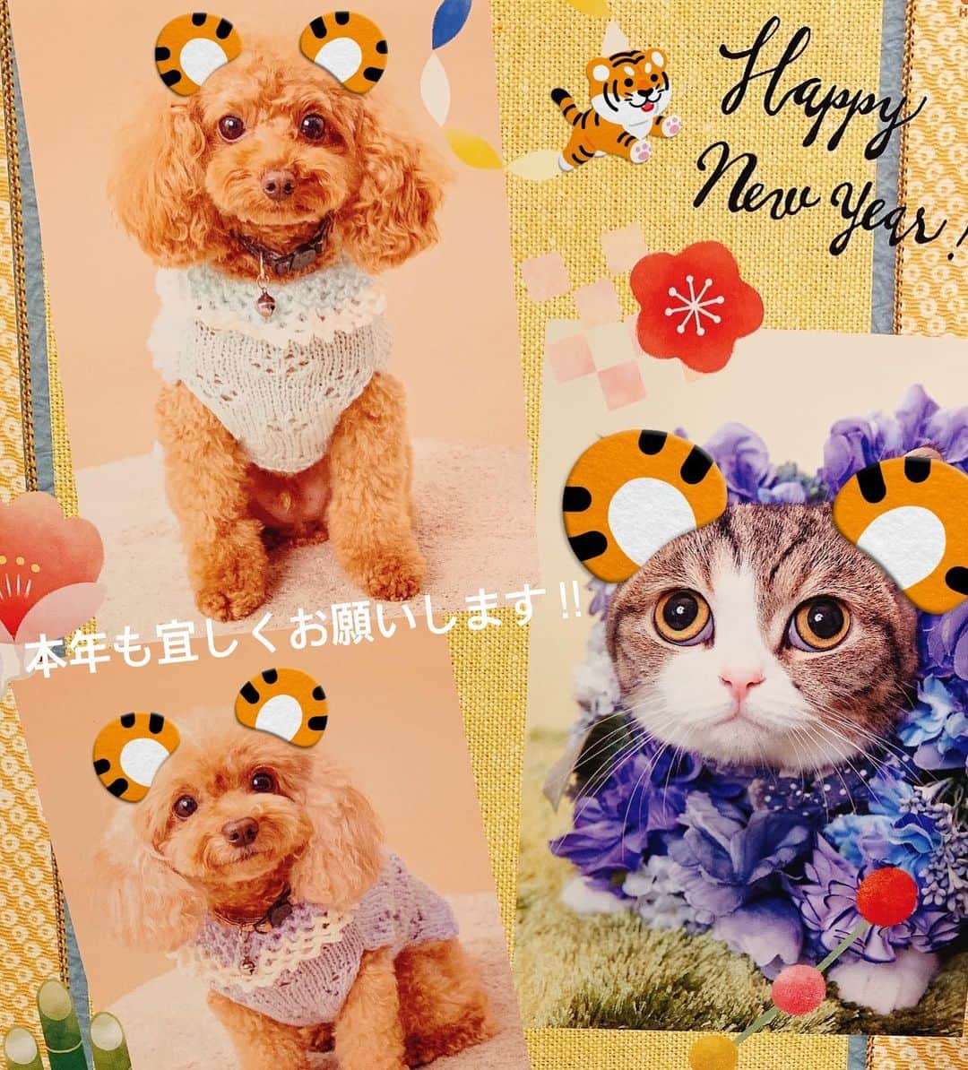 天乃舞衣子のインスタグラム：「あけましておめでとうございます🌅 今年も一年がんばりますっ‼︎」