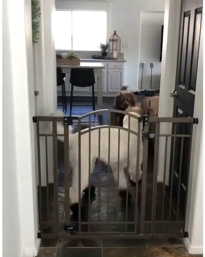 The Critter Havenのインスタグラム：「Leaving on a friday be like Video by @thatgoldendoodle  #TheCritterHaven」