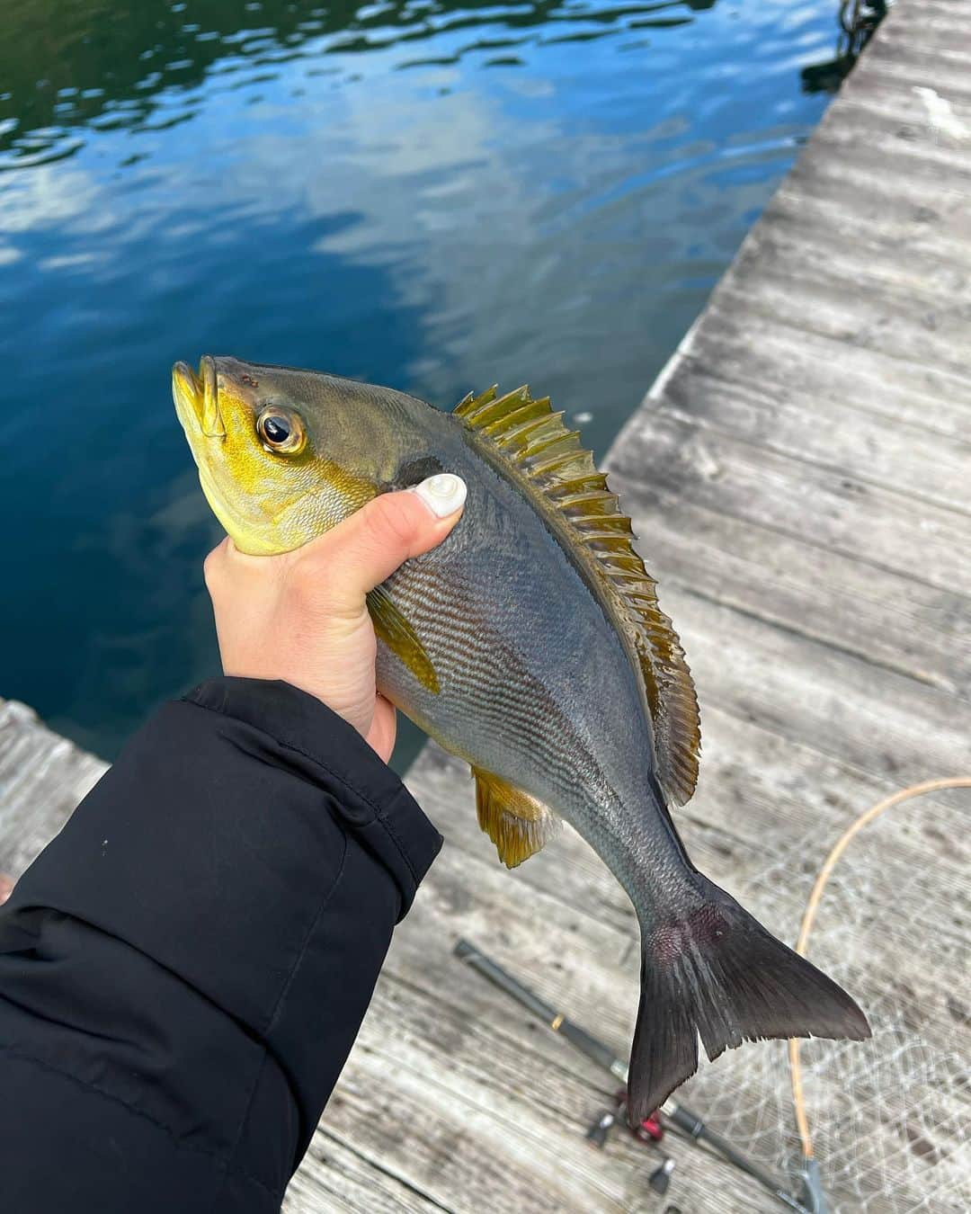 高塚南海さんのインスタグラム写真 - (高塚南海Instagram)「. . 元旦に初釣りしました🐟  魚の想像以上の重さに持ってかれそうでした笑 でもめちゃ楽しかった!! . 動く魚前まで触れなかったけど 触れるようになったし 動くの怖くて私の握力で 魚も大人しくしてくれた😂😂😂 握力鍛えててよかった笑笑 . #初釣り  #鯛  #シマアジ  #イサキ」1月3日 8時41分 - southsea28