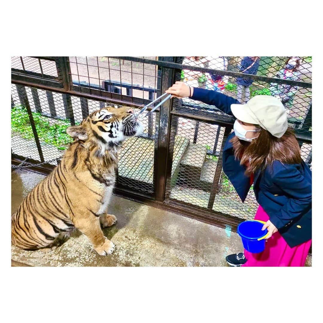 長野美郷さんのインスタグラム写真 - (長野美郷Instagram)「明けまして おめでとうございます🎍  明るく上向きな年になりますように✨  #2022 年、#寅年 。 #年女 なので、敬意を表して（？） 以前、トラと対面した時の写真を！  3枚目、完全に腰引けてます😂  今年もどうぞ よろしくお願いいたします  #年始のご挨拶  #五黄の虎 なんです😎 #🐯 #今年もよろしくお願いします」1月3日 19時03分 - misato_nagano_1127