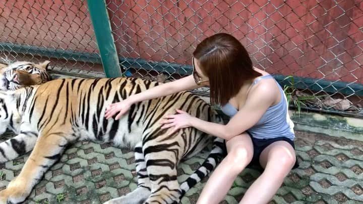 のインスタグラム：「明けましておめでとうございます🐯  2021年私と関わってくれた方々 本当にありがとうございました🥺  色々と制限があり まだまだ大変な世の中ですが 2022年が皆さんにとって 素敵な一年になりますように✨  今年も宜しくお願い致します❣️  （動画は2017年のすっぴんノーマルカメラで🐯さんが急に動いて心底びっくりしている私ですwめちゃ怖かった🤣）  #謹賀新年#寅#プーケット#感謝#笑顔#強運#旅行好きと繋がりたい #たびじょ#本当に売れてて可愛いキャバ嬢はメゾンドボーテ #メイサ#ハーフ#トレーニング女子 #筋トレ女子#六本木#銀座#化妝品 #셀카#셀카그램#ビジョビ#グルメ女子# #셀카놀이#셀카타임#selfie#tripgirl #tiger#potd#taipeigirl #攝影#旅遊攝影」
