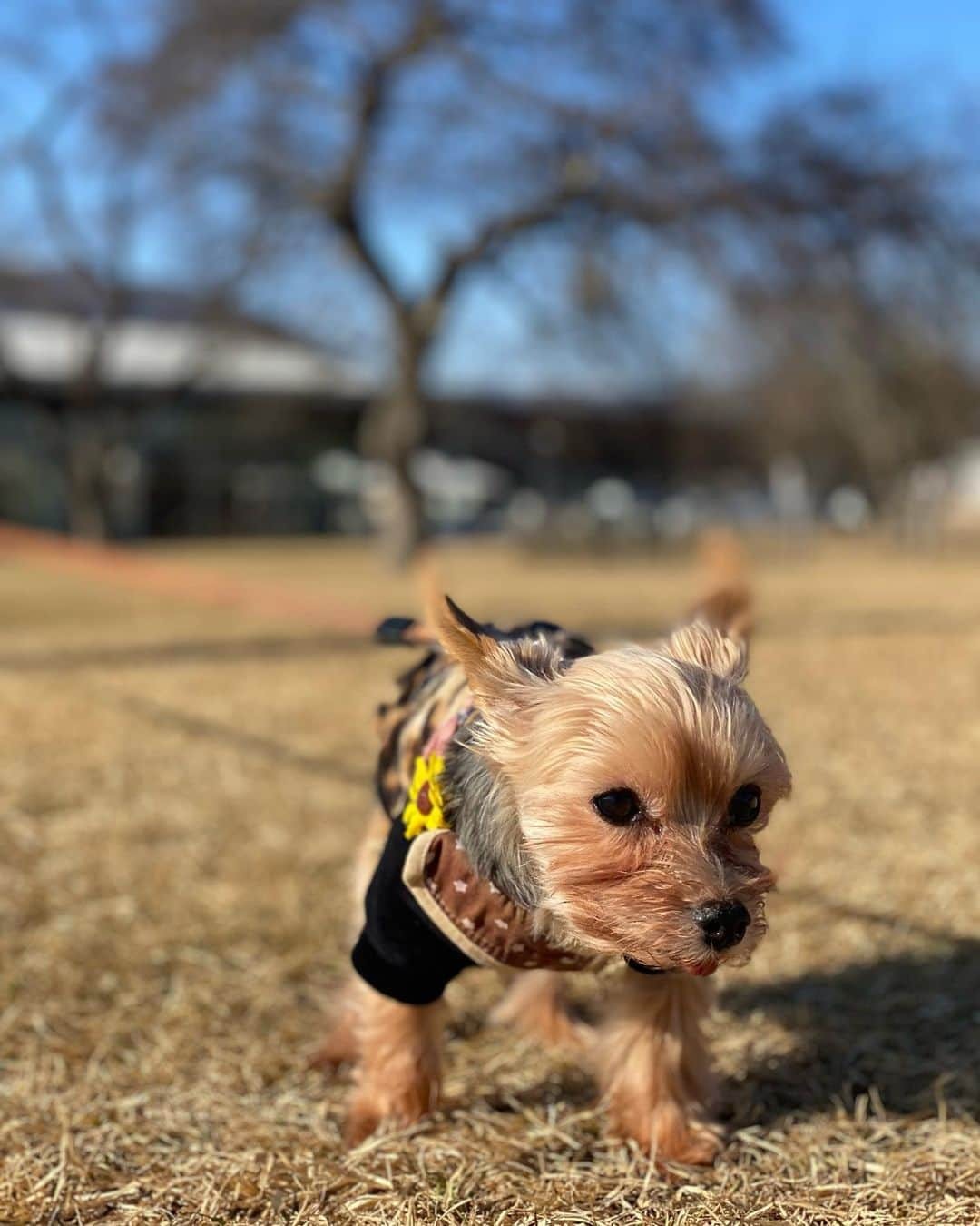 ririさんのインスタグラム写真 - (ririInstagram)「リボン🎀も最高の正月🎍に 大満足でっす😃✌️‼️  #love #yorkie」1月3日 21時38分 - riri.ribon