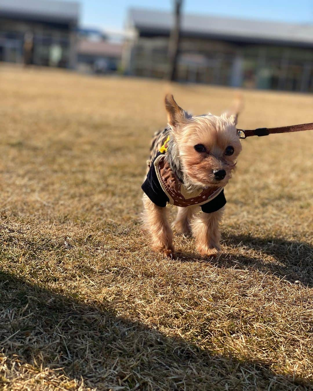 ririさんのインスタグラム写真 - (ririInstagram)「リボン🎀も最高の正月🎍に 大満足でっす😃✌️‼️  #love #yorkie」1月3日 21時38分 - riri.ribon