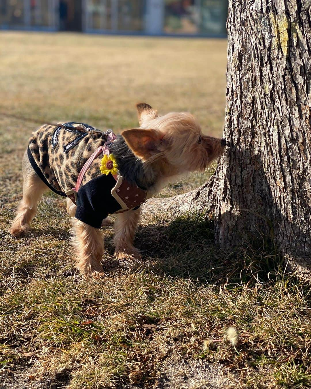 ririさんのインスタグラム写真 - (ririInstagram)「リボン🎀も最高の正月🎍に 大満足でっす😃✌️‼️  #love #yorkie」1月3日 21時38分 - riri.ribon