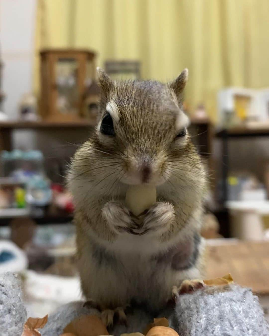 peace_0322さんのインスタグラム写真 - (peace_0322Instagram)「#リス#シマリス#ふわもこ部 今日も嬉しそうにモグモグしてます😋」1月3日 23時37分 - peace_0322