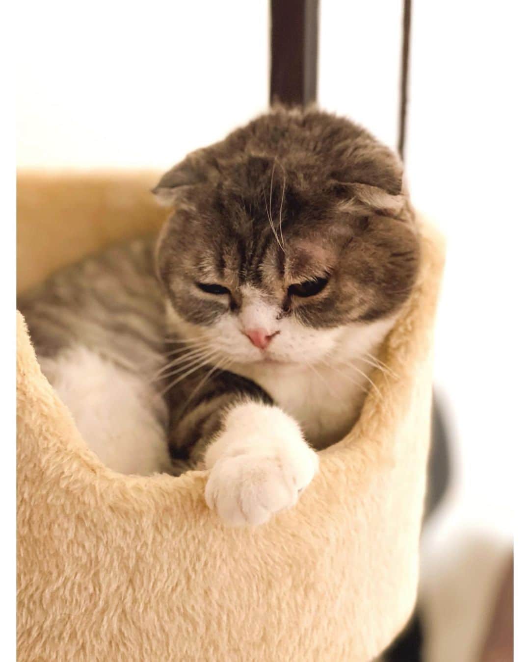 佐々木希さんのインスタグラム写真 - (佐々木希Instagram)「実家の猫ちゃん🐈 何度も抱っこされてお疲れモードだよね。。 ごめんよ…」1月4日 11時23分 - nozomisasaki_official
