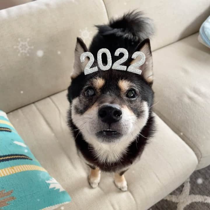 まめ丸のインスタグラム：「* * あっ…🐶💦  さいご 2022がとんでっちゃった🤣💓 * * #なんでー🤣 #とんでかないで #ティアラみたいにみえるね * #柴犬#豆柴##柴#黒柴#犬#しばいぬ#いぬ#시바견 #shiba#shibainu#shibalove#shibastagram#shibagram#instadog#dogstagram#dogsofinstagram#puppysofinstagram#dog#instashiba#weeklyfluff#boopthesnoot」