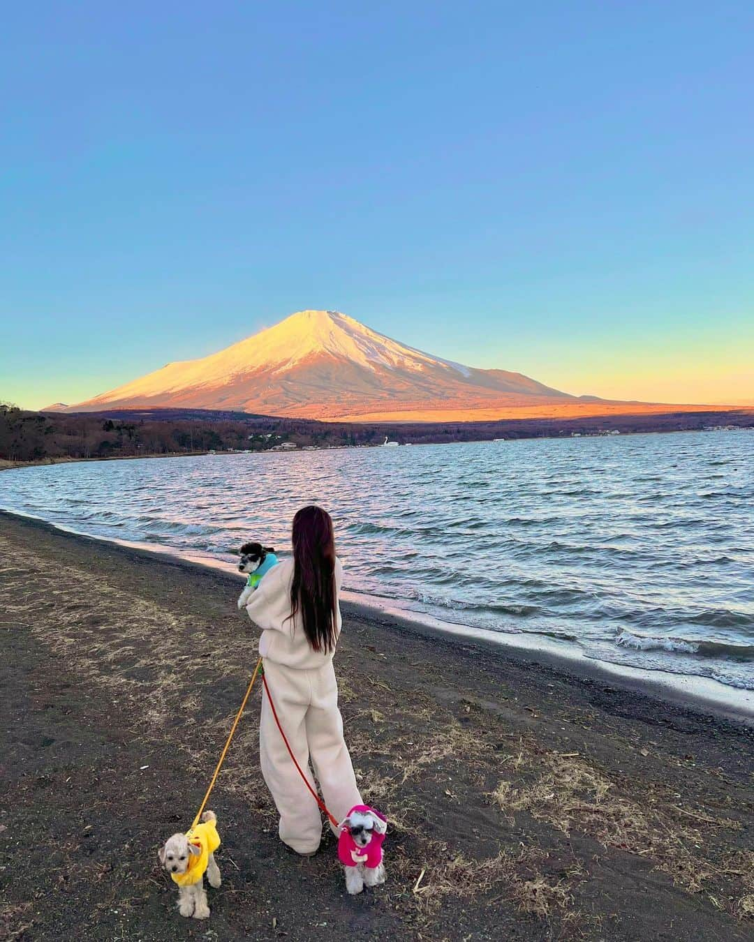 武田静加さんのインスタグラム写真 - (武田静加Instagram)「⁡ ⁡ ⁡ 明けましておめでとう御座います🎉 今年もどうぞ宜しくお願い致します😋🎊✨ ⁡ ⁡ ⁡ ⁡ 私は年越し12月31日から3泊4日の 年越しキャンプ♥️ ⁡ 最低気温は−8度 最高気温0度 ⁡ 電源有りのドッグランサイト 寒波で気温を見ると驚きでしたが テント内暖かくて半袖で過ごせちゃいました！ #レベルアップ ⁡ ⁡ ⁡ ⁡ ⁡ 2泊３日25番に宿泊し もう1泊したいと23番が空いてるという事で 朝から全移動し3泊4日の連泊決定！ ⁡ ⁡ 移動すると念願のウッドチップ♥️ テント内の景色が初めて 犬達の足も汚れずらく嬉しい！ ⁡ ⁡ ⁡  目の前の山中湖に初日の出(6:53)を見に行くと 綺麗な富士山があって 空気が透き通っていて天気も良好 スタートが良すぎな2022年になりました。 ⁡ ⁡ ⁡ 毎日星空が広がっていて 深夜1.2時毎日キョン🦌がテント裏に現れて こっそり見れて自然にも感動！ ⁡ ⁡ ⁡ 毎回新しいギアが仲間入りし 試す楽しさ 同じようで何か違う ⁡ ⁡ ⁡ 今回は初めての気温に凍るという新しい発見 ・人、犬の飲み水が凍る ・キャンプ場の温泉から帰宅中にタオルが凍る ・乾かし切ってない毛先が凍る ⁡ 何でも凍りすぎて 「これも凍ってるんだけどー‼︎」 なんて言葉が連発！笑 ⁡ ⁡ 日を重ねる事に改良されまして 東京で普通に暮らしてたら味わえない経験が楽しかったです！ 人生初の車のオーバークールも経験出来た(笑) ⁡ ⁡ ⁡ ⁡ ⁡ 31日キャンプ場の企画のビンゴ大会 ・1泊2日のコージ含めた無料チケット獲得 オーナーさん太っ腹で1万円のじゃんけん大会 ・見事1人勝ち残り1万円獲得 ⁡ 2021年の締めも良好でした🤣♥️ ⁡ ⁡ ⁡ ⁡ 今年もたくさん楽しいことをして いい写真を残せたらなと思ってますので 今年もよろしくお願いします♥️ ⁡ ⁡ ⁡ ⁡ ⁡ 次のキャンプはギアも揃ってきたので 紹介動画撮れたらいいなと計画中 ⁡ ⁡ ーーーーーーーーーーーーーーーーーー ⁡ 【ドッグフリーサイト巡り】 ① フォレスターズビレッジコビット(山梨) ②ワンコが主役(栃木) ③ウエストリバーオートキャンプ場(山梨) ④尚仁沢アウトドアフィールド(栃木) ⑤つくば犬達の森ドッグランキャンプ場(茨城) ⑥camp and cabins(栃木) ⑦ 富津金谷オートキャンプヒルズ(千葉) ⑧小田急山中湖フォレストコテージ(山梨) ⁡ ーーーーーーーーーーーーーーーーーー ⁡ ⁡ #camp#camplife#キャンプ#キャンプライフ#camper#キャンパー#犬との生活#doglife#キャンプ場#ドッグフリーサイト#dog#犬とキャンプ#キャンプ場#キャンプコーデ#愛犬#山梨県#小田急山中湖フォレストコテージ」1月4日 18時06分 - takedashizuka0517