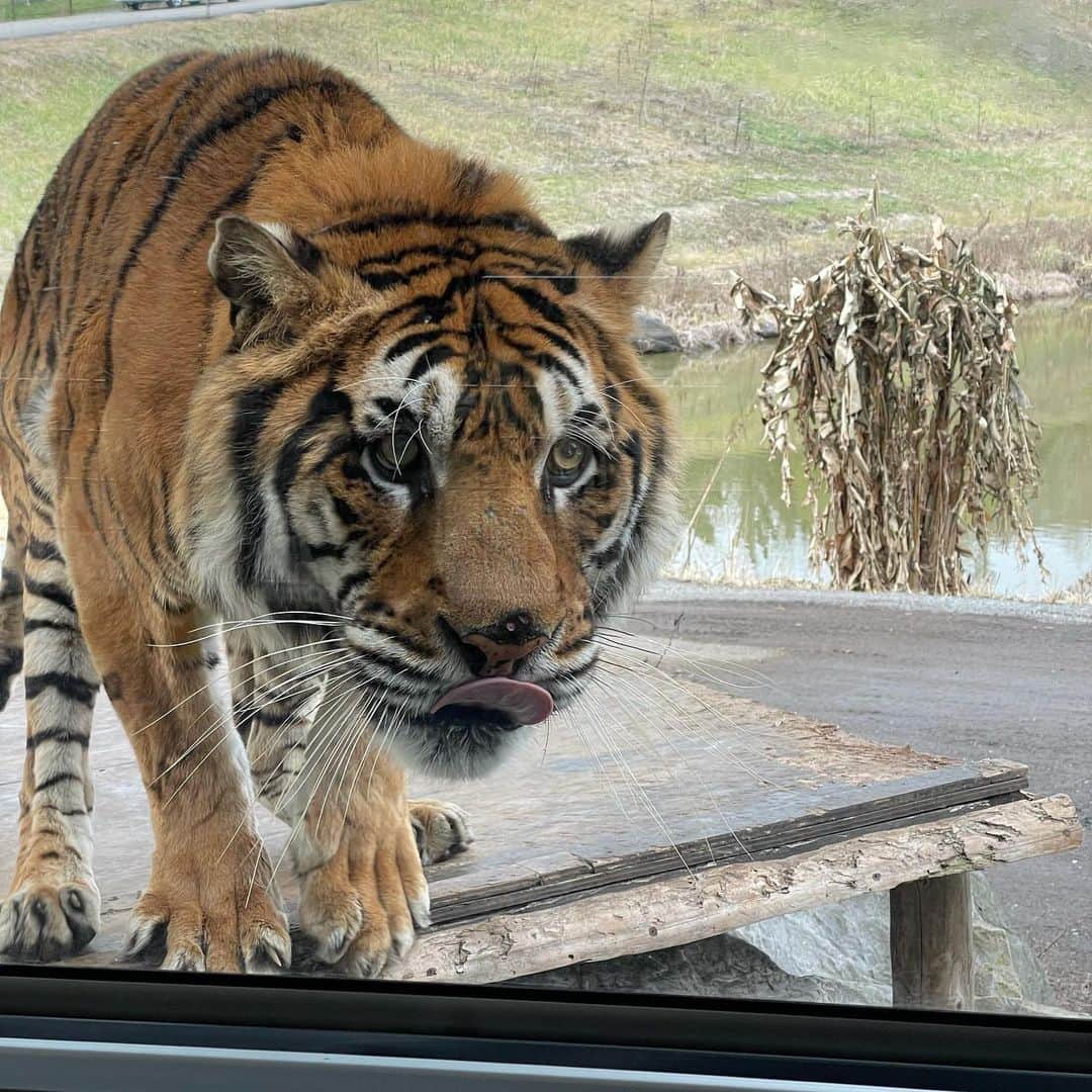 のインスタグラム：「ꉂꉂ🐯  mix新年初中継は 秋吉台サファリランドから！  今年は寅年！ということで、 エサやりバスから大迫力で 見られるトラや、 幸運を呼ぶホワイトタイガー、  そして 去年12月に生まれたばかりの 赤ちゃんトラも💗  一般公開に先駆けて 紹介させてもらいました🥰 かわいい〜💗 猫とは違うしっかりとした毛並み！ 手足！  名前はまだなくて、  オス♂は 四音（しおん） 四樹（しき） 三太（さんた）  メス♀は 四葉（よつば） 四織（しき） 三樹（みつき） ほか、 あと3つ候補が増える予定✨  お姉ちゃんが六花（りっか）、五樹（いつき）なので、 漢字の四か三が名前に入っているそう✨✨  皆さまからの投票で決まります。 赤ちゃんの公開は8日からです🍼 ※抱っこはできません😭  #秋吉台サファリランド　#中継 #寅年#赤ちゃん虎と撮影」