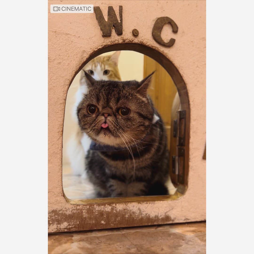 並木万里菜さんのインスタグラム写真 - (並木万里菜Instagram)「ABEMAMorningで取材した 猫カフェで出逢った ねこちゃんがかわいすぎる。 　  舌が長いのかしまえずにずっと出ていました。 しかもトイレの居心地がいいのか ここから動かず。 　  トイレの居心地の良さはわかるよ〜  #猫 #neko#ねこのきもち  #猫カフェ#マンチカン#可愛すぎます」1月4日 20時25分 - marina_namiki