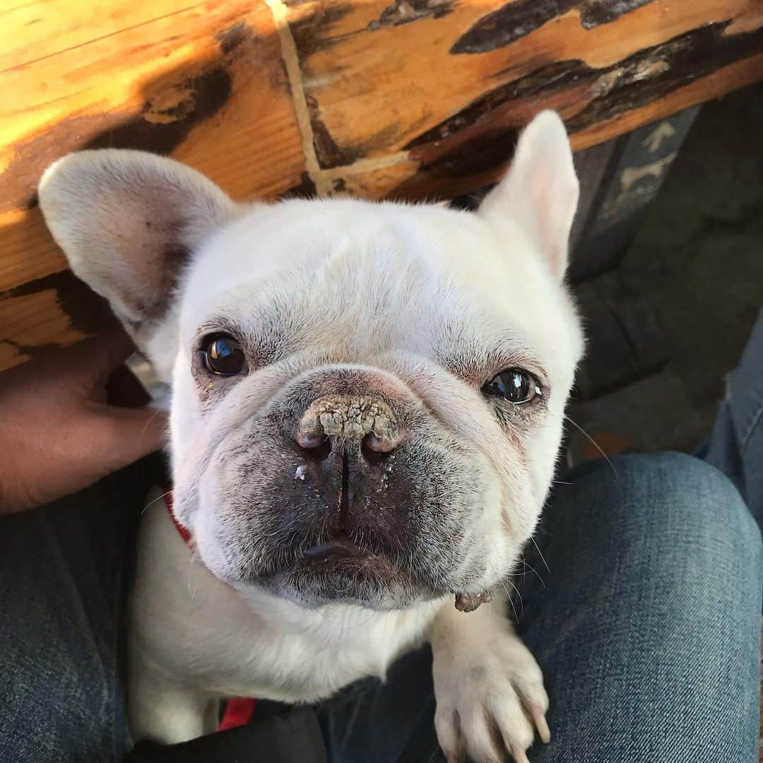 父べえのインスタグラム：「久々のめしやっちゃんであけおめです🎍 #フレンチブルドッグ #frenchibulldog」