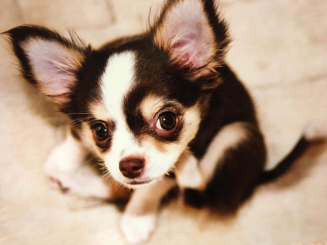 桃紅茶さんのインスタグラム写真 - (桃紅茶Instagram)「友人の犬。可愛すぎるし、可愛いの自分で理解してる。w」1月5日 13時42分 - momo.teatea_0223