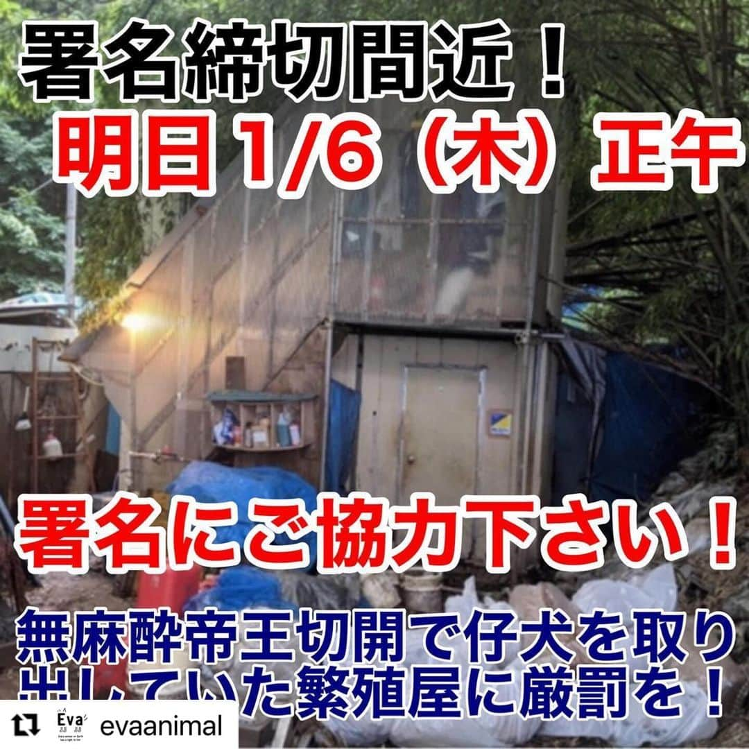 滝川クリステルさんのインスタグラム写真 - (滝川クリステルInstagram)「杉本彩さんが代表を務めている財団evaの署名活動をシェアします。 期限は明日の正午までです。是非よろしくお願いします！！  この無麻酔の帝王切開はあり得ない行いです。虐待以外の何物でもありません、、 この行為に厳罰が与えられなければ、一昨年に動物虐待に対して改正された罰則強化の効果が全く生かされないことになります。  この繁殖場で産まれた子犬たちは、ペットショップに並んでいました。 自分たちが飼おうとしている子たちが一体どこから来ているのか、子犬子猫だけの可愛さに囚われるのではなく、 その母犬母猫たちが置かれている現状に意識を向けてもらえることを願っています。  〜〜〜〜〜〜〜〜〜〜〜〜〜〜〜〜〜〜〜〜〜〜〜〜〜〜〜〜  #Repost @evaanimal with @make_repost ・・・ ◆緊急拡散◆明日締切！署名にご協力下さい！！  長野県松本市、逮捕された劣悪繁殖屋の男による妊娠している母犬のお腹を無麻酔で切り仔犬を取り出していた事件について、Evaでは厳罰化を求めるネット署名（締切明日1/6正午）を集めています。https://chng.it/ScRJcNyC  現在4万3千筆を超えました。皆様、お年始のお忙しい中ご協力いただきありがとうございます。 近々署名を検察に届けます！検察庁に訴えるためにもっと多くの署名を集めたい！こんな凶悪で残忍な行為を許してはいけないという「社会の声」を署名の数として示したいのです。  このままではこんな拷問殺傷行為が、単なる虐待罪で数十万円程度の罰金で終わってしまいます。  通常、帝王切開が必要かどうかの判断は非常に慎重を要するものであり、行うのであれば動物に苦痛を与えないよう安全かつ迅速に行わなければなりません。 それを毎回当たり前のように、母犬のお腹を無麻酔で切り仔犬を取り出し、まともに縫合もせず傷から腸が出ていた犬もいたそうです。 想像を絶する痛みと、大出血で地獄絵図だったと思います。その痛みに何日ものたうち回ったでしょう。命を落とした犬も多数いました。 金のことしか考えず動物の命を軽視し残虐行為を平気で行っていた人間を、軽微な罪で許しては絶対にいけない、こんなこと許してはいけないのです。  皆さま、どうか署名のご賛同と周りの方への呼びかけを締切ギリギリまでお願いします！ぜひ力をお貸し下さい！  ※署名サイトはストーリーのハイライトから、evaのプロフィールからもリンクしています！ #長野県松本市災害レベルの動物虐待事件  #長野県松本市動物虐待事件  #eva署名  #動物虐待反対  #動物虐待許さない  #動物虐待に実刑を  #動物虐待は重罪」1月5日 16時30分 - christeltakigawa