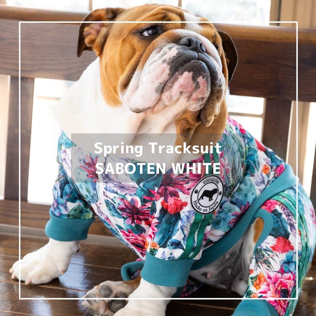 北斗晶さんのインスタグラム写真 - (北斗晶Instagram)「・ ／ Spring Collection 発売まで残り6日🌸🐶 ＼  1月11日(火)に、『corazón 2022 Spring Collection』の販売が開始いたします！  今回は大好評だった「サボテン柄」の白バージョンをご紹介✨  滑らかな生地を使用し、さらりとした手触りで毛が付きにくい今季のトラックスーツは、程よいストレッチ性に優れており、身体にフィットしやすく、虫が気になる春先に向けて防虫加工まで採用しております。 着脱しやすいようにフロントチャックを採用し、汚れも落ちやすい素材を使用しております。これを着たら目立つこと間違いなし！  corazónは、51種類のサイズを展開。 小型犬から大型犬まで幅広くお作りいたします🐶 詳しくはホームページのサイズ表をご確認ください。  ぜひ気になったら【保存】お願いします❣️  ▼価格（税込） 体操着: ¥5,478〜 トラックスーツ: ¥7,678〜 ※サイズによって異なります  ▼ECサイトはプロフィールからアクセス🐶 @corazon_hokuto  ▼サイズ 小型犬〜大型まで国内最大級51サイズをご用意しています。  #corazon #ドギーズアイランド #ペット服 #ペット #北斗晶 #corazonファミリー #フレンチブルドッグ #ブルドッグ #ダックスフンド #ポメラニアン #チワワ #犬 #犬のいる暮らし #わんちゃん #わんちゃん大好き #わんちゃんのいる生活 #ワンちゃん #ワンちゃん大好き #ワンちゃんと一緒」1月5日 20時04分 - hokutoakira_official