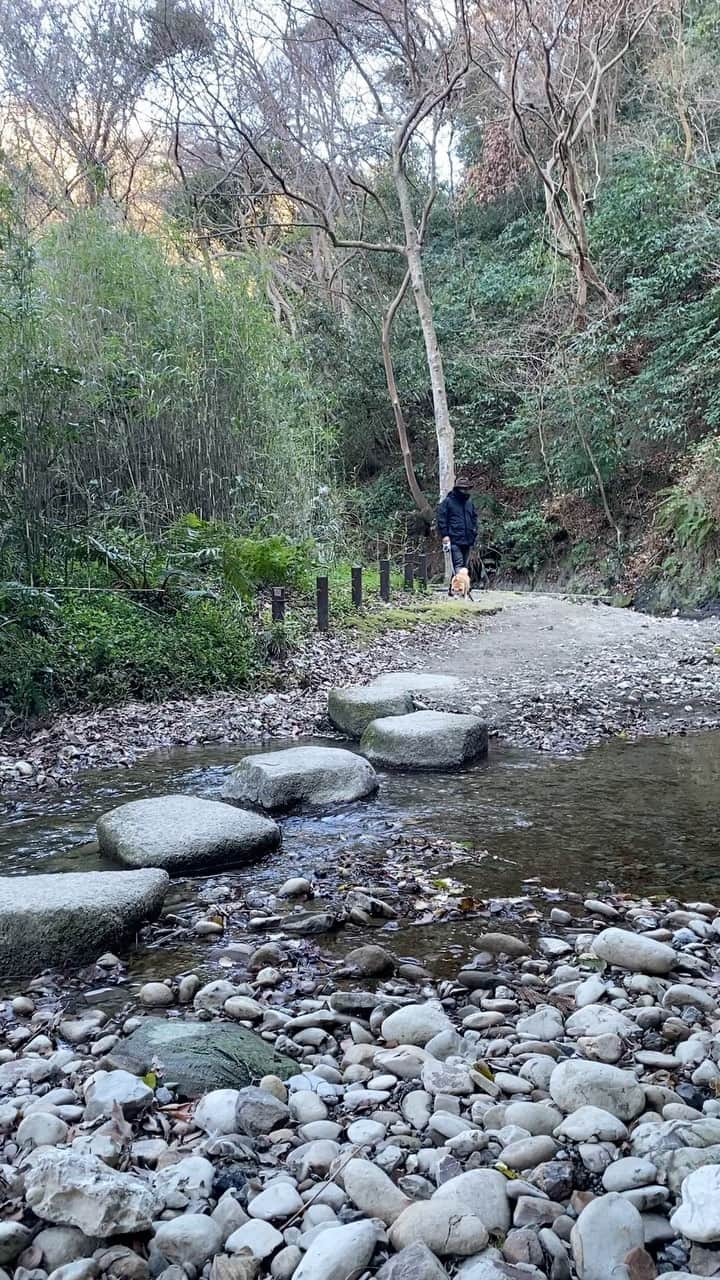 マル子のインスタグラム：「1月4日　山水会新年会 美味しいもの沢山 ハルさんハピバ 楽しかった〜  1月5日　前田川散策 バードウォッチング チョンマル散歩 10歳のマル子が川の飛び石を楽しそうに飛ぶのが嬉しくて😭また連れてこよう  #山水会  #前田川散策 #マル子  #チョンマル子」