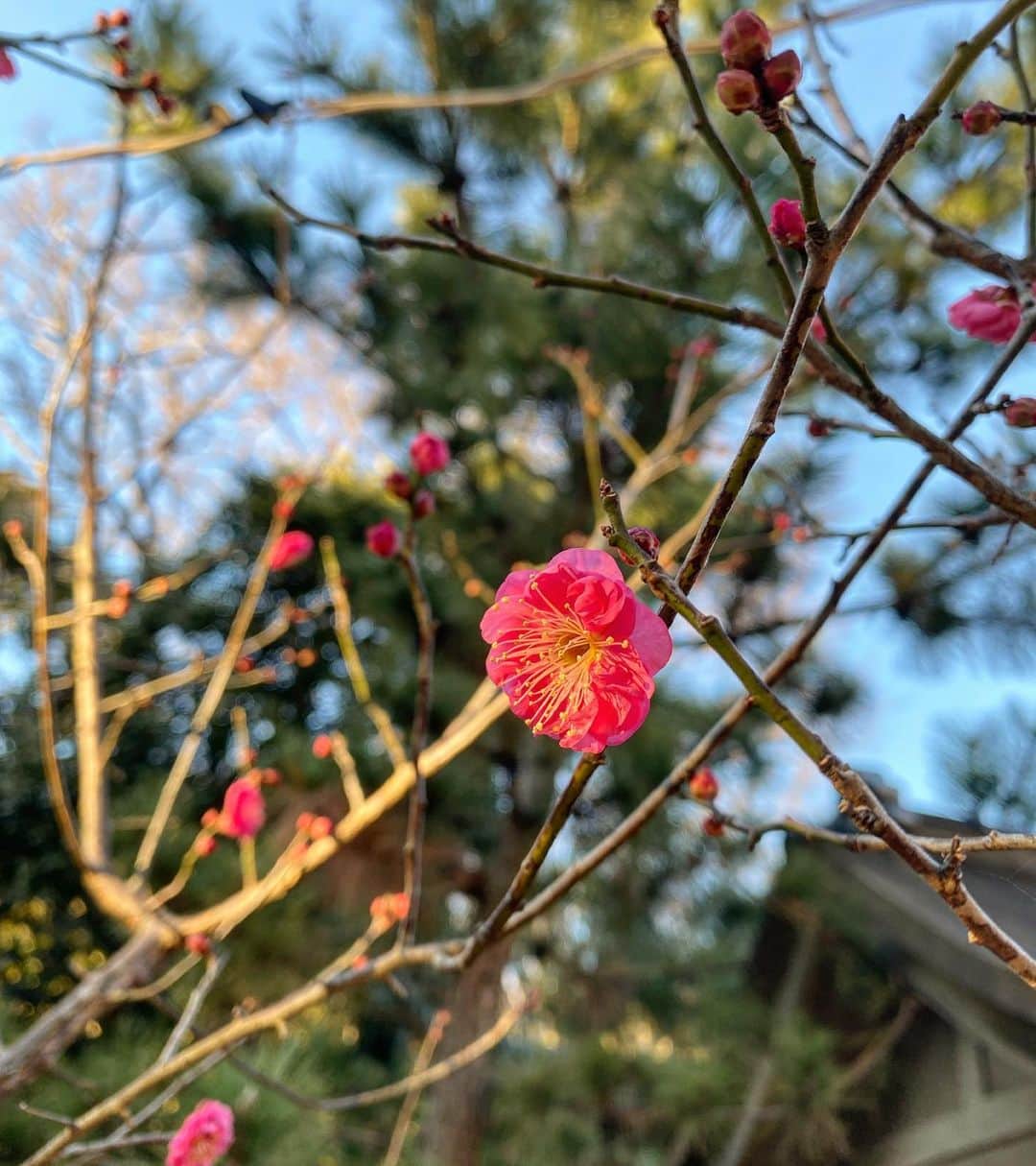 板谷由夏 さんのインスタグラム写真 - (板谷由夏 Instagram)「早くも紅梅が咲いてたよ。 お正月休みもいよいよ終わり。 さぁて、深呼吸深呼吸。」1月5日 20時37分 - yukaitaya