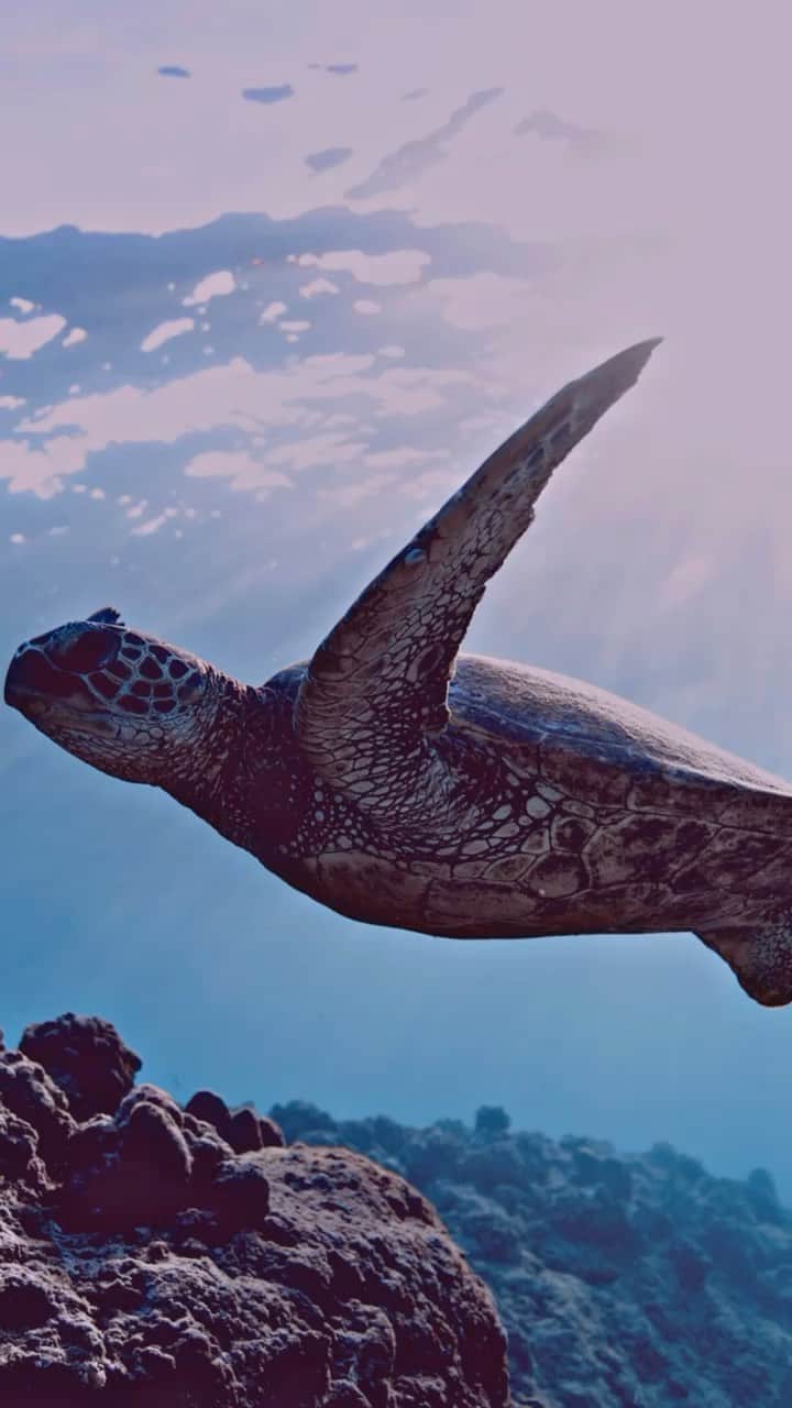 ジョン・ウエルタスのインスタグラム：「Yo! You’ve seen me post about this before but I’m so excited about the new and improved platform @kindtraveler 2.0 and the multitude of opportunities for people to travel and give back to local communities.  If you have a moment, visit the site!  If you need a get away and are thinking about where you can go, visit the site!  There are 45 new hotels and 20 new charities in 22 countries! Get discounts and perks all while supporting a charity while you enjoy your vacation! #DoMoreThanTravel #TravelKindly www.Kindtraveler.com」