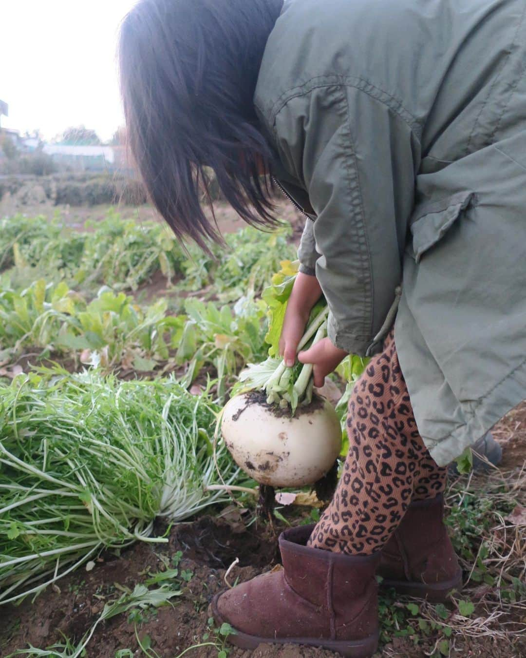 板井麻衣子さんのインスタグラム写真 - (板井麻衣子Instagram)「. 2022年1月1日、新年最初のアクテビティは、 じいじの畑で『リアルおおきなかぶ』でした！ その重さなんと2キロ〜！！ 5歳の娘っ子の顔より大きいのに 中までぎっしり詰まっていてその瑞々しさったら❤️ クリームシチューとサラダにして、 もりもりいただきましたとさ。 . #リアルおおきなかぶ#じいじの畑 #有機野菜#オーガニック #organic#vegetables #子育て#自然#山の家」1月6日 10時58分 - maikorophone