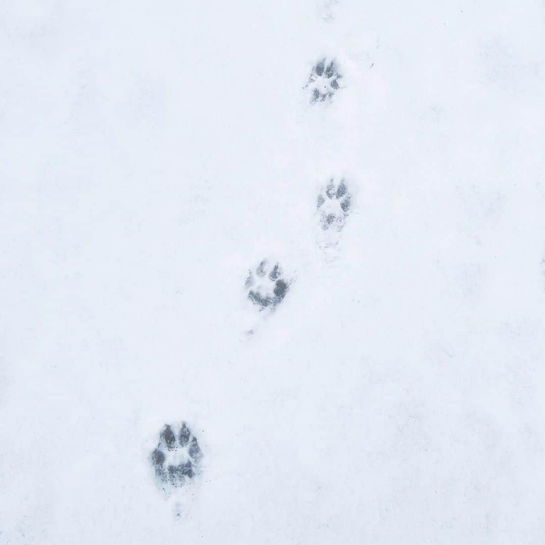久保怜音のインスタグラム：「🐾❄️」