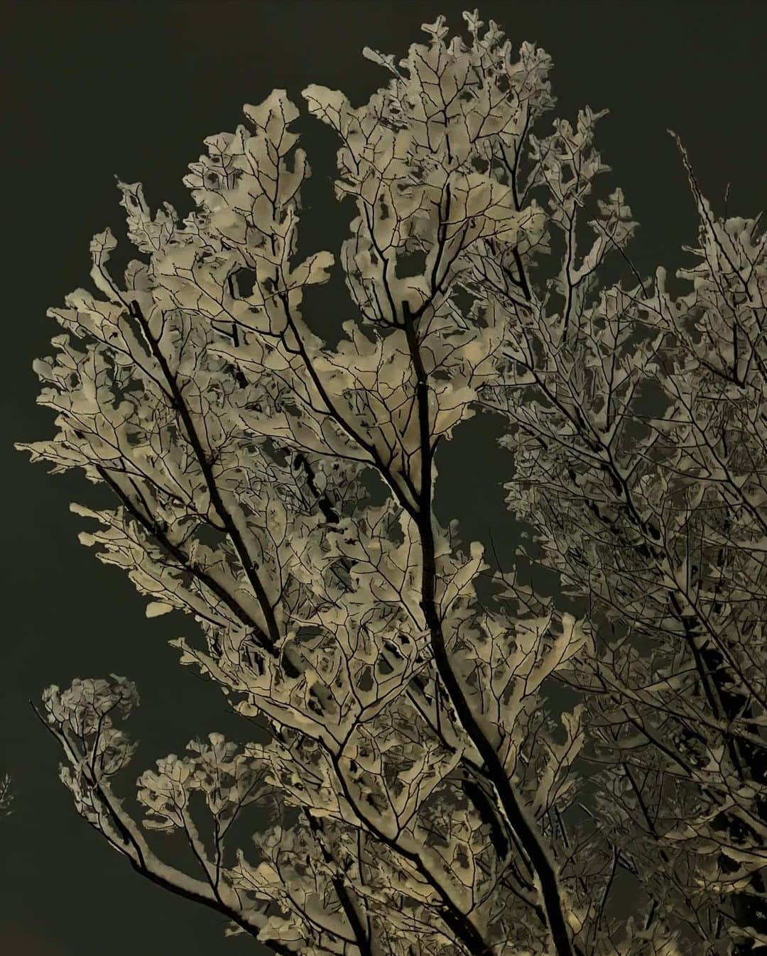 松本恵奈さんのインスタグラム写真 - (松本恵奈Instagram)「折角なのでみんなでお散歩と雪合戦してきたよ。笑 雪景色がきれいすぎて夢の中にいるみたいでした⚪️」1月6日 21時48分 - ena1123