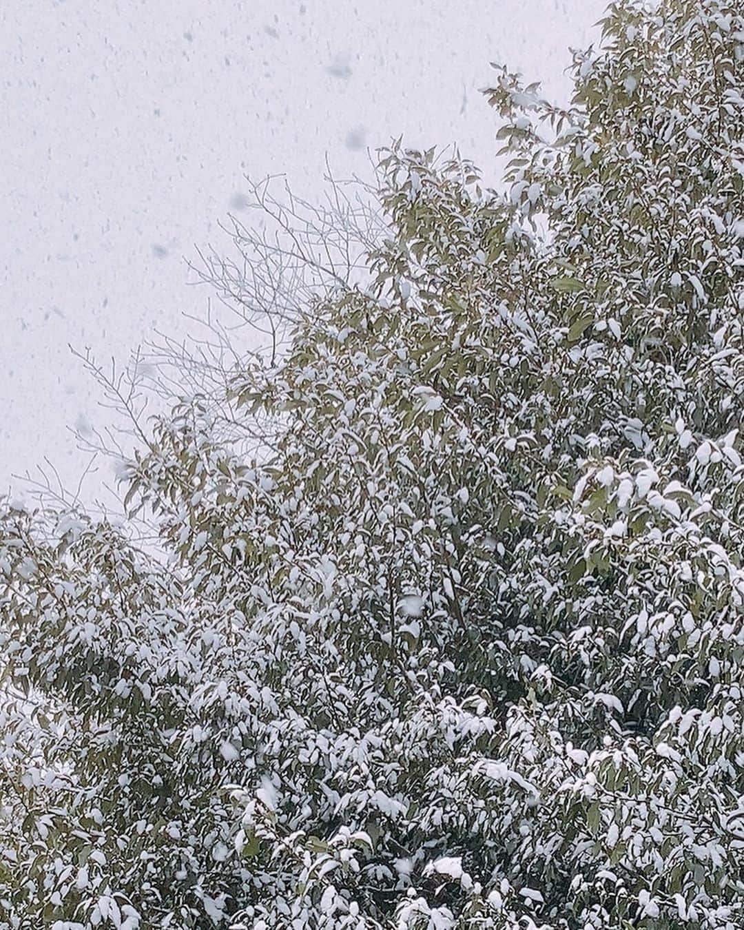 佐藤千晶さんのインスタグラム写真 - (佐藤千晶Instagram)「雪だるま⛄️🌸  東京にも雪が舞いました。 久しぶりの雪だるま作り。 まんまるの形が難しかった…！😂 　 手も足も冷たくなったけど 楽しかったな😊 （少しだけ外の様子見るつもりが 結局あそんでしまった…）  #雪だるま #目は小豆 #手は木の枝  #つっかけのまま雪遊びしちゃったよ😂」1月6日 22時16分 - satochiaki125