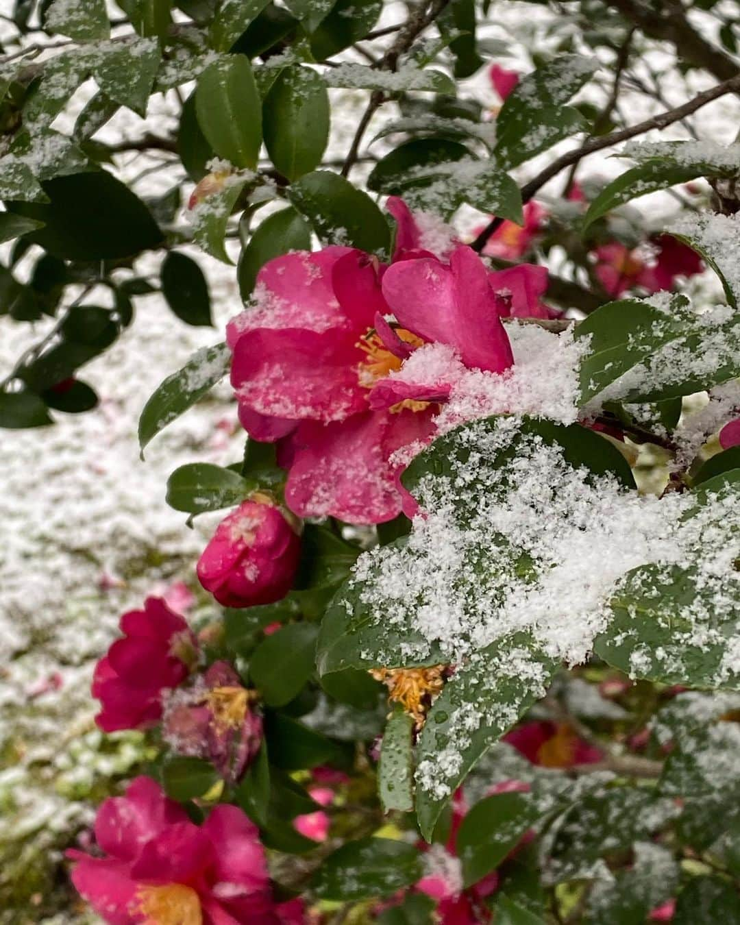 鈴木保奈美さんのインスタグラム写真 - (鈴木保奈美Instagram)「初雪。」1月6日 13時28分 - honamisuzukiofficial