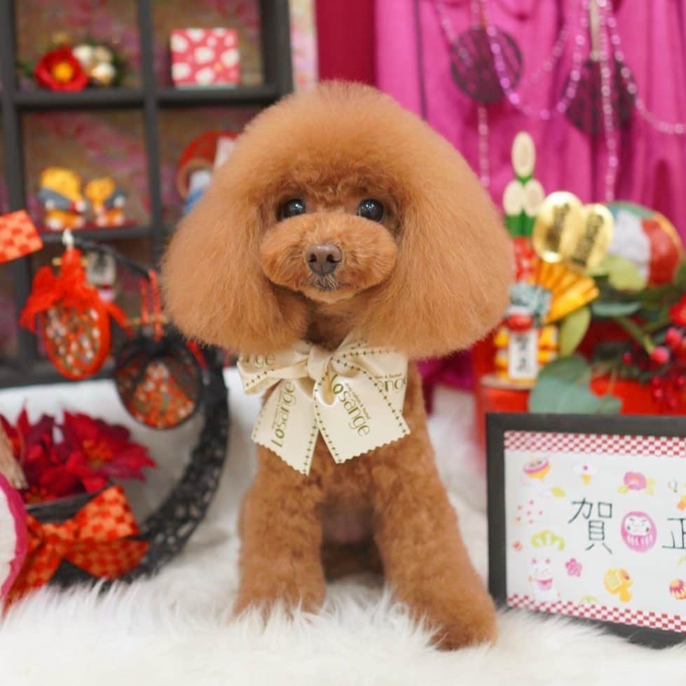 守永真彩のインスタグラム：「. . 我が家のオハナさん🐶💓  #トイプードル  #ティーカッププードル  #2.2kg #ちょっとお正月太り中」