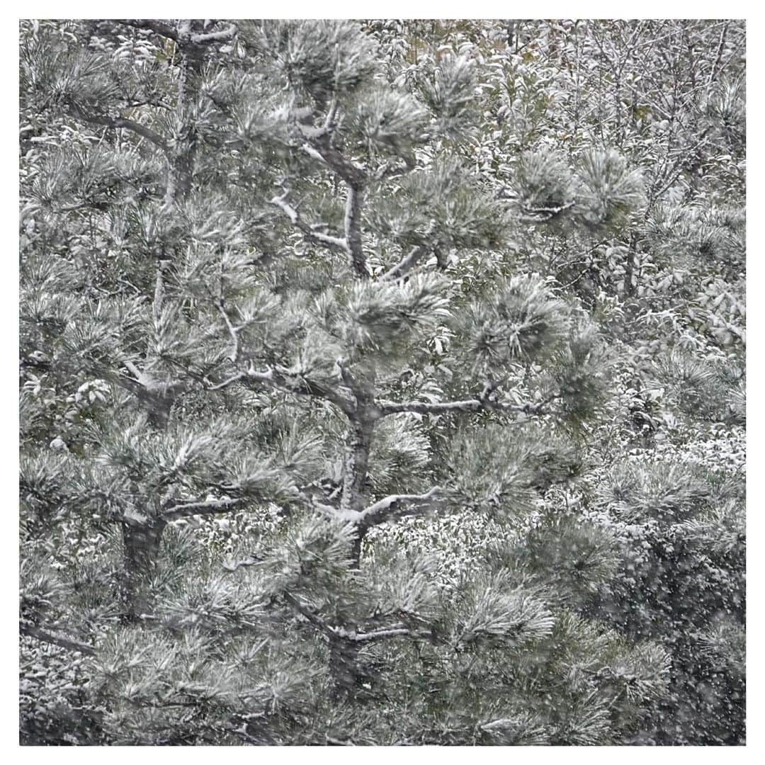 さだまさしさんのインスタグラム写真 - (さだまさしInstagram)「都心も雪です❄️☃️❄️ みなさん気を付けて⚠️ . #さだまさし #sadamasashi #雪」1月6日 13時58分 - sada_masashi
