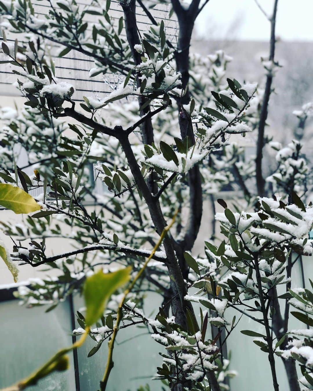 内田恭子さんのインスタグラム写真 - (内田恭子Instagram)「It’s snowing in Tokyo!! Please stay warm. Unfortunately, my tennis lesson has cancelled😭  雪降り続けていますね。みなさんどうぞ暖かくしてお過ごしください。今年初のテニスレッスンがキャンセルになってしまいちょっと残念…。  #snowday #雪 #いつまで降るかな #内田恭子 #kyokouchida」1月6日 14時32分 - kyoko.uchida.official