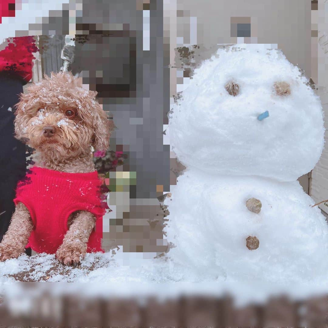 ひまひまチャンネルさんのインスタグラム写真 - (ひまひまチャンネルInstagram)「雪☃️☃️☃️☃️  ついに❕東京にも雪が❕ 雪だるまつくっちゃいました☃️  アロマも雪を楽しんでました💭   #ひまひまチャンネル  #ひまひま #東京 #雪」1月6日 16時53分 - himahima_channel