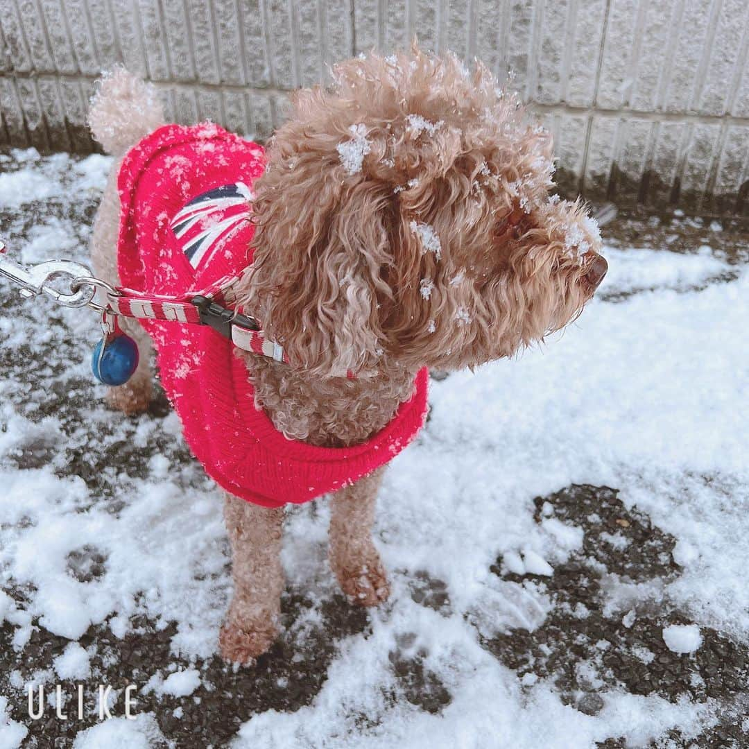 ひまひまチャンネルさんのインスタグラム写真 - (ひまひまチャンネルInstagram)「雪☃️☃️☃️☃️  ついに❕東京にも雪が❕ 雪だるまつくっちゃいました☃️  アロマも雪を楽しんでました💭   #ひまひまチャンネル  #ひまひま #東京 #雪」1月6日 16時53分 - himahima_channel