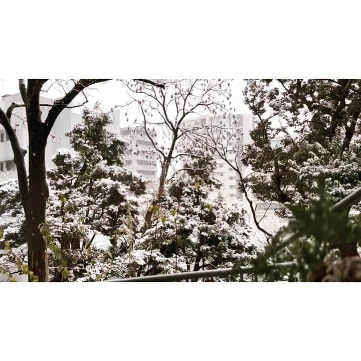 石井佳苗のインスタグラム：「⁡ 家で見る雪はいいね。  ⁡ #猫シャインズ #ポポメグハナオ」