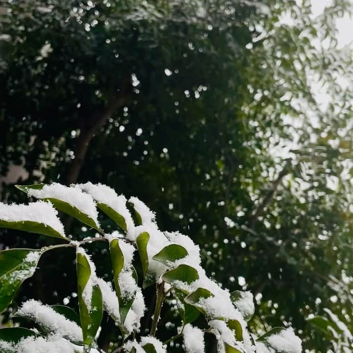 玉木宏のインスタグラム：「#snow #tokyo #mtfuji  明けましておめでとう御座います🎍  今日は庭にも積雪が❄️  ご自愛ください☀️」
