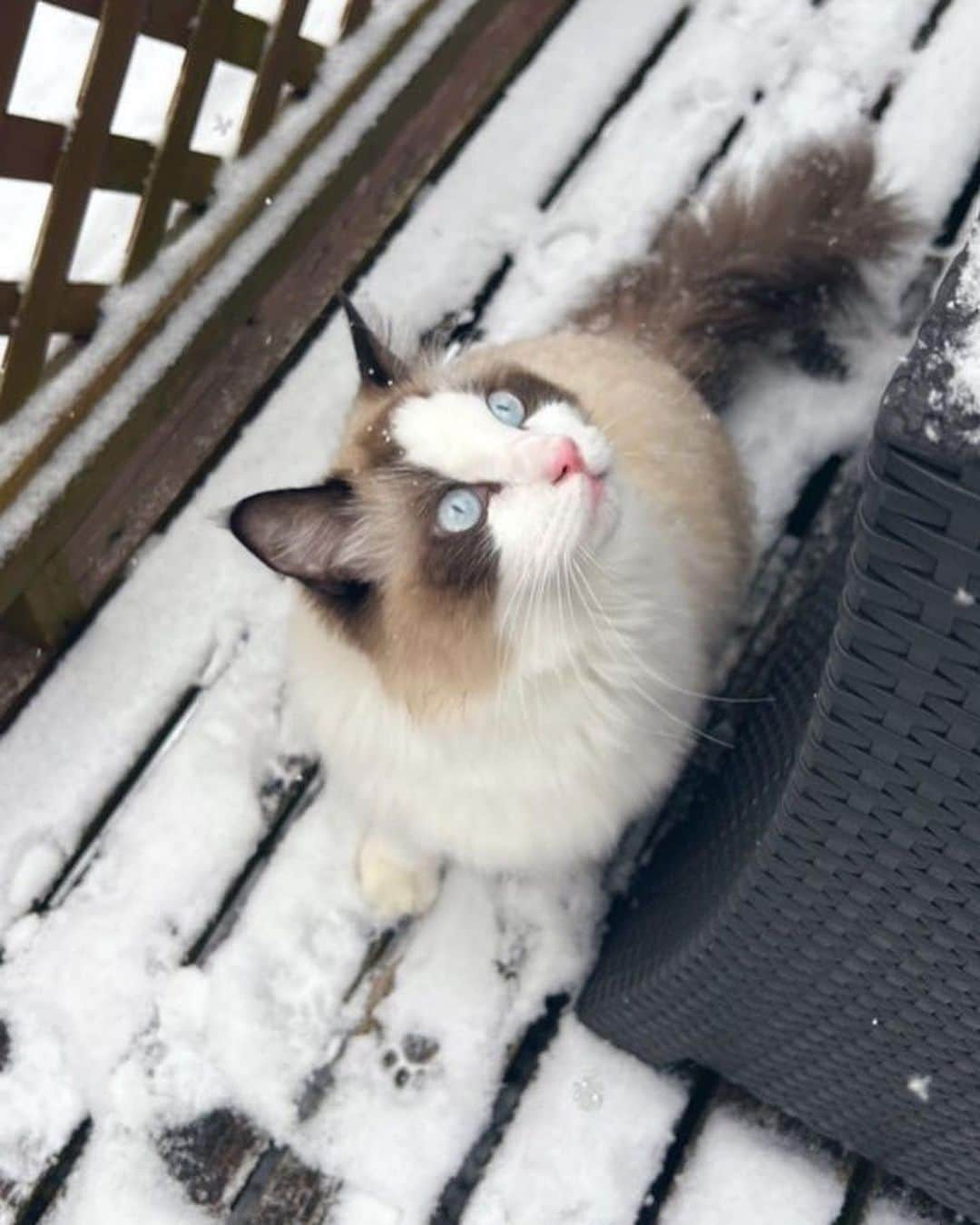 愛場れいらさんのインスタグラム写真 - (愛場れいらInstagram)「雪だにゃあ☃️❄️  可愛いララ🥺💓 . . 癒されるララチャンネル📺 制作準備中！ . . . #ラグドール　#猫　#ニャンチューバー」1月6日 17時52分 - aibareira2