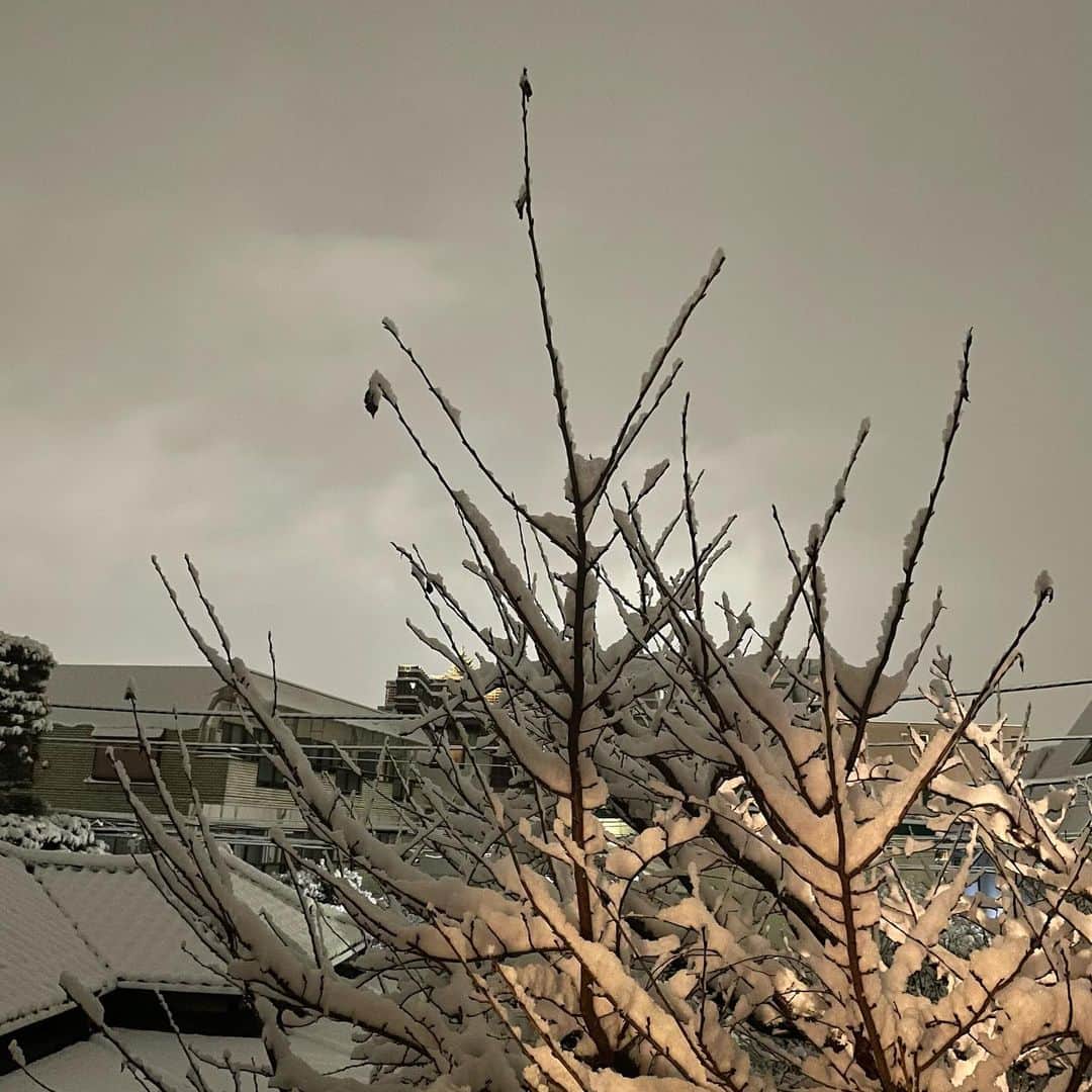 佐野史郎さんのインスタグラム写真 - (佐野史郎Instagram)「武蔵野雪景」1月6日 18時09分 - sanovabitch