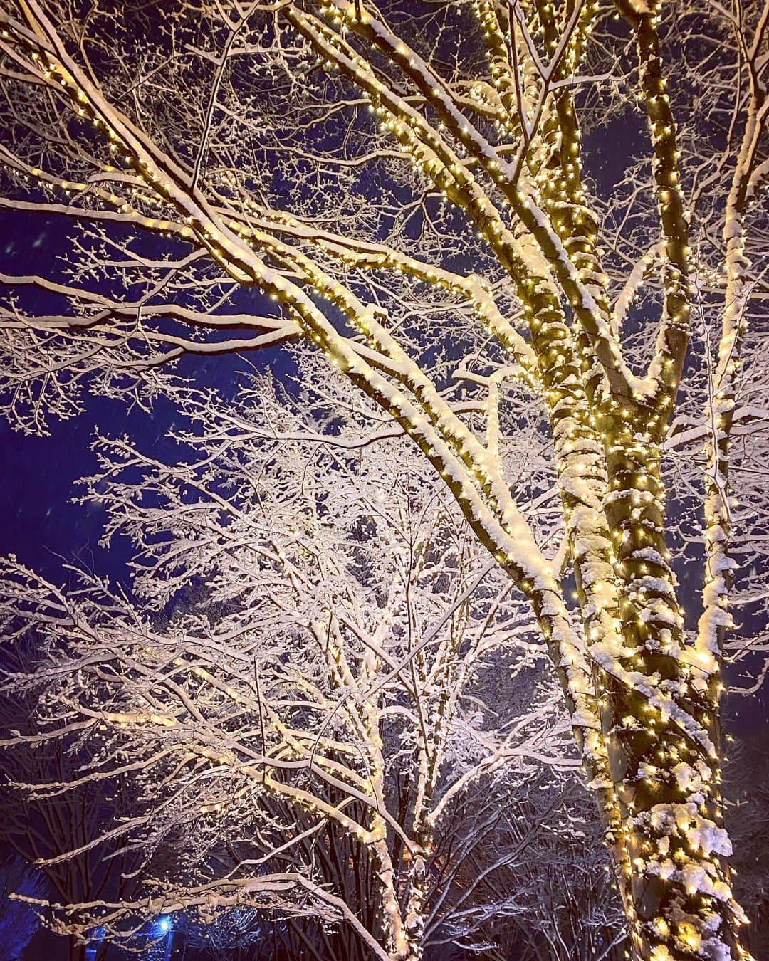 松島庄汰さんのインスタグラム写真 - (松島庄汰Instagram)「#雪  #お洒落やん」1月6日 18時13分 - shotamatsushima